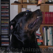 Photo de Rottweiler