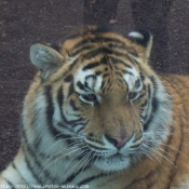 Photo de Tigre