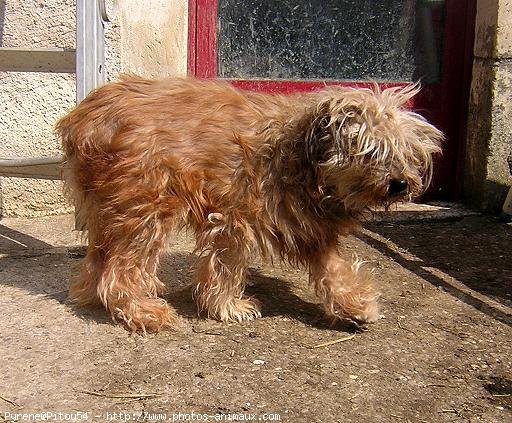 Photo de Chien de berger des pyrenes  poil long