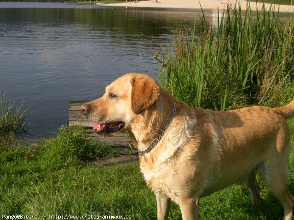 Photo de Labrador retriever