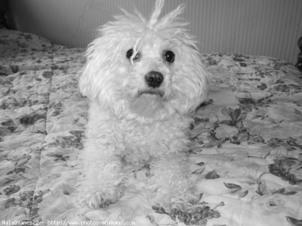 Photo de Bichon  poil fris