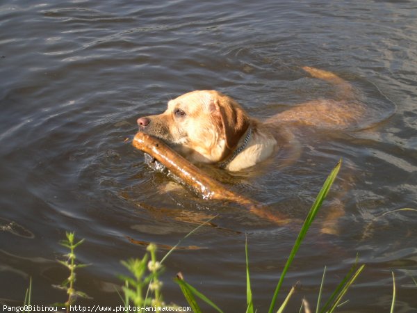 Photo de Labrador retriever