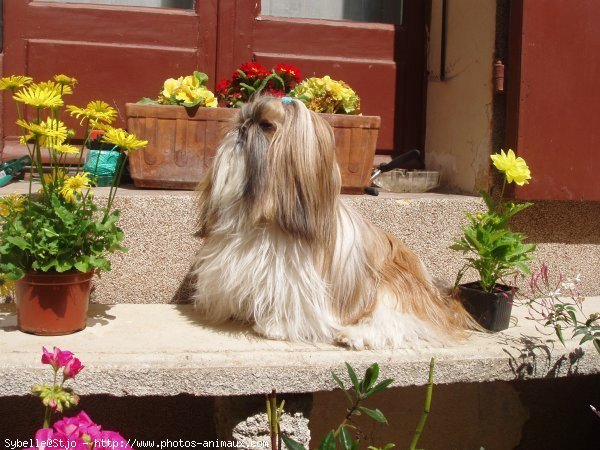 Photo de Shih tzu