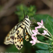 Photo de Papillon