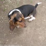 Photo de Basset hound