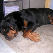 Photo de Rottweiler