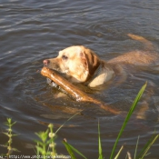 Photo de Labrador retriever