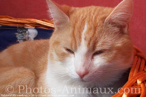 Photo de Chat domestique