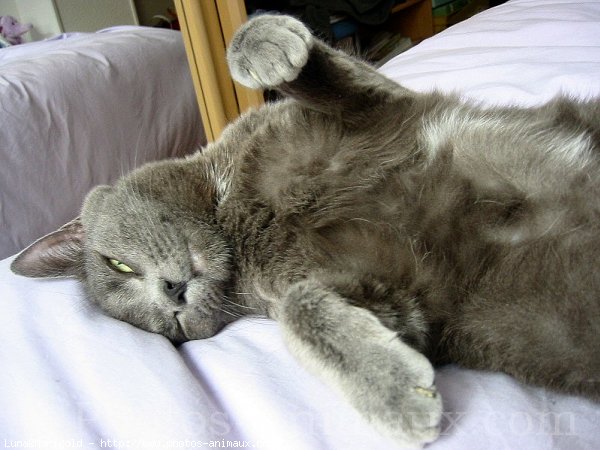 Photo de Chartreux