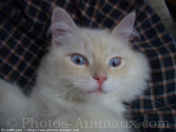 Photo de Ragdoll