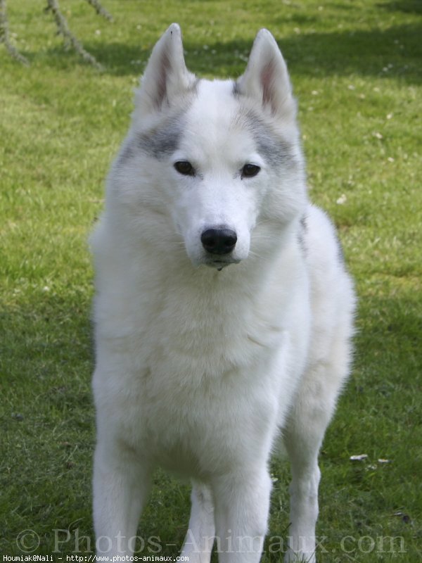 Photo de Husky siberien