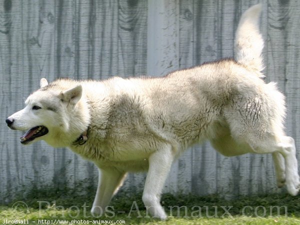 Photo de Husky siberien