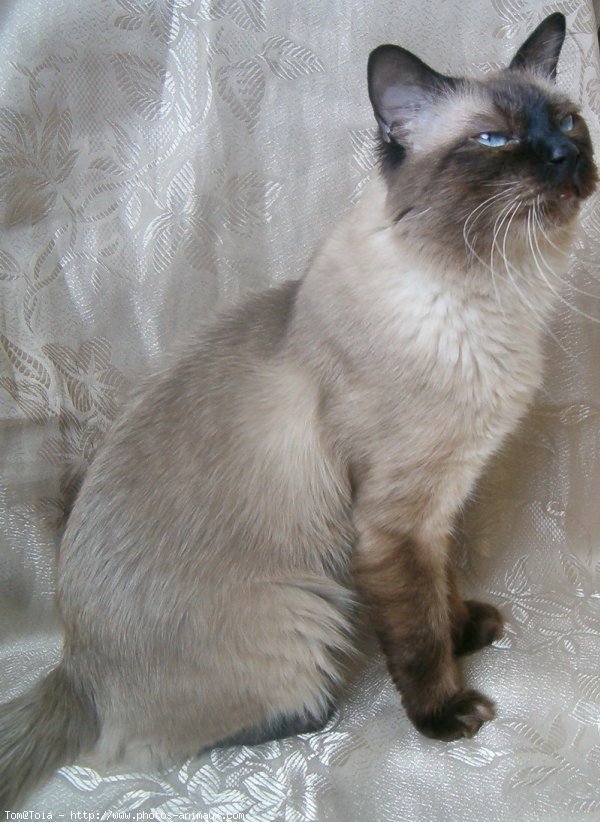 Photo de Sacr de birmanie