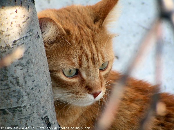 Photo de Chat domestique