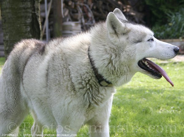 Photo de Husky siberien