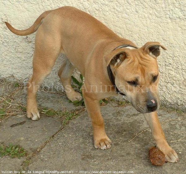 Photo d'American staffordshire terrier