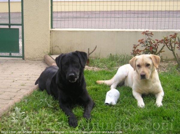 Photo de Labrador retriever