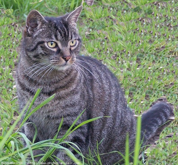 Photo de Chat domestique