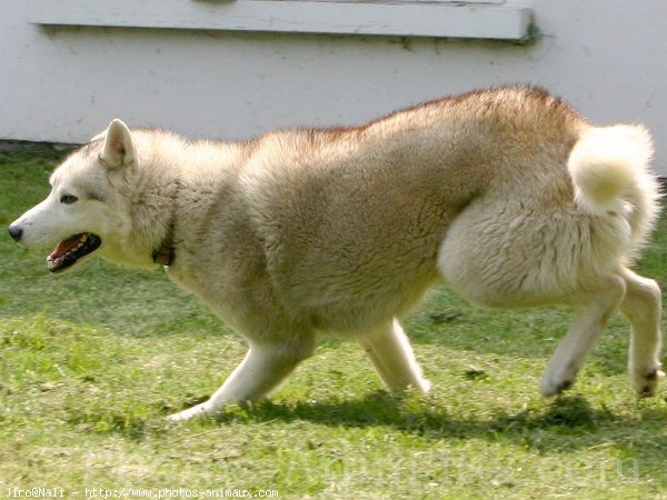 Photo de Husky siberien