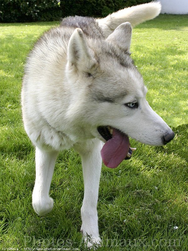 Photo de Husky siberien