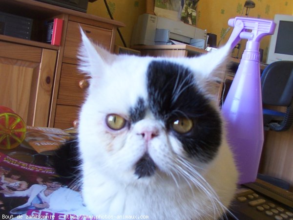 Photo d'Exotic shorthair