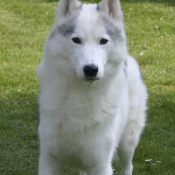 Photo de Husky siberien