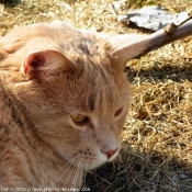 Photo de Chat domestique