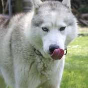 Photo de Husky siberien