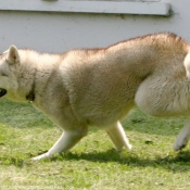 Photo de Husky siberien