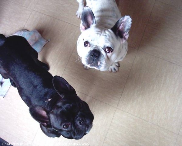 Photo de Bouledogue franais