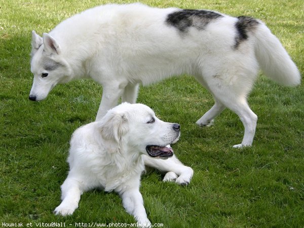 Photo de Races diffrentes