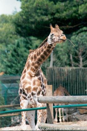 Photo de Girafe