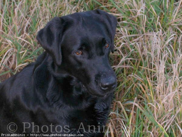 Photo de Labrador retriever