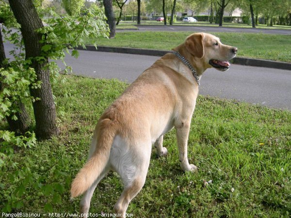 Photo de Labrador retriever