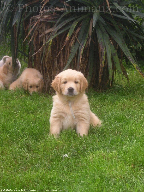 Photo de Golden retriever