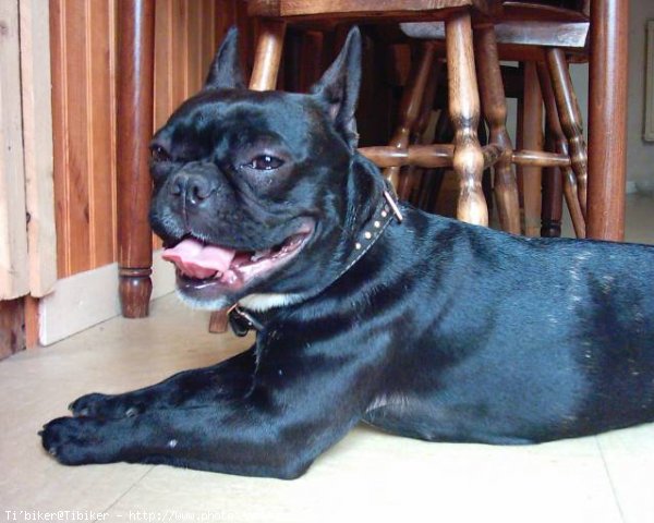 Photo de Bouledogue franais