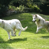 Photo de Races diffrentes