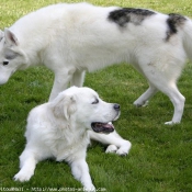 Photo de Races diffrentes