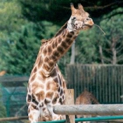 Photo de Girafe