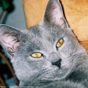 Photo de Chartreux