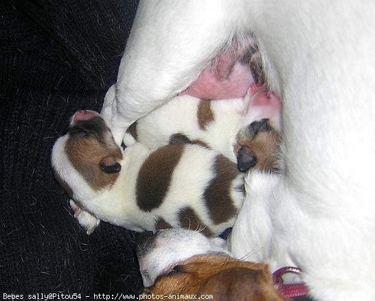 Photo de Jack russell terrier