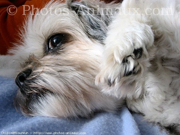 Photo de Lhassa apso