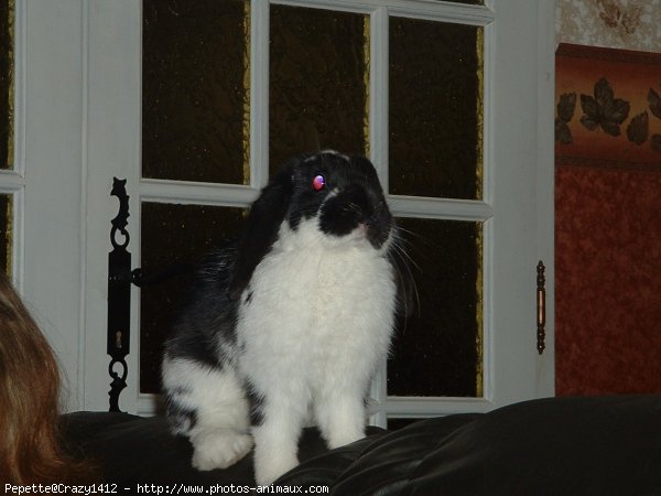 Photo de Lapin