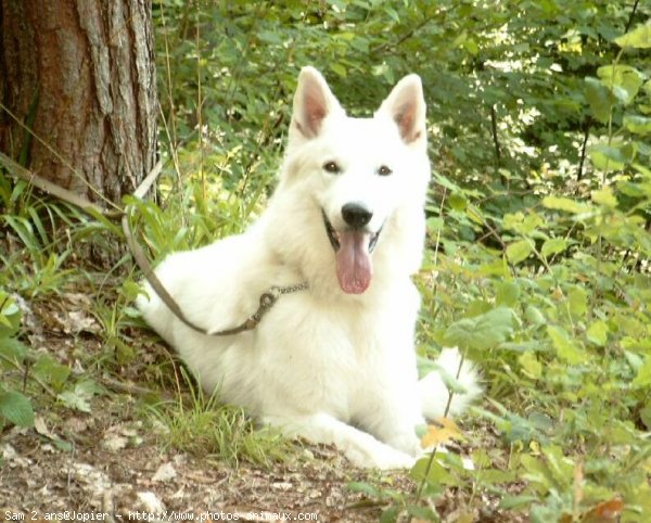 Photo de Berger blanc suisse