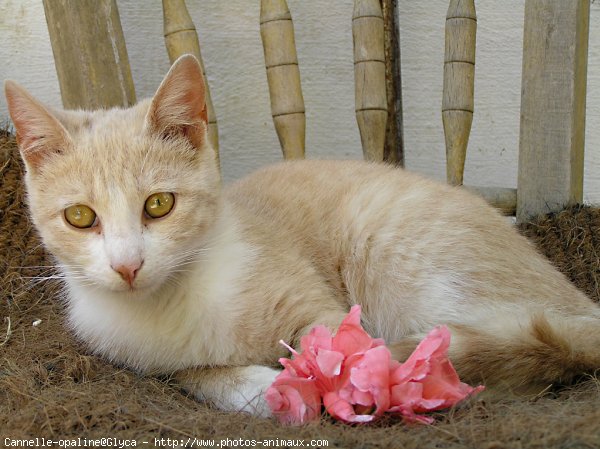 Photo de Chat domestique