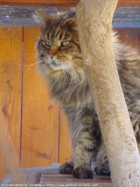 Photo de Maine coon