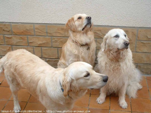 Photo de Golden retriever