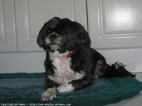 Photo de Shih tzu