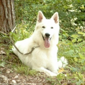 Photo de Berger blanc suisse