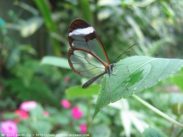 Photo de Papillon